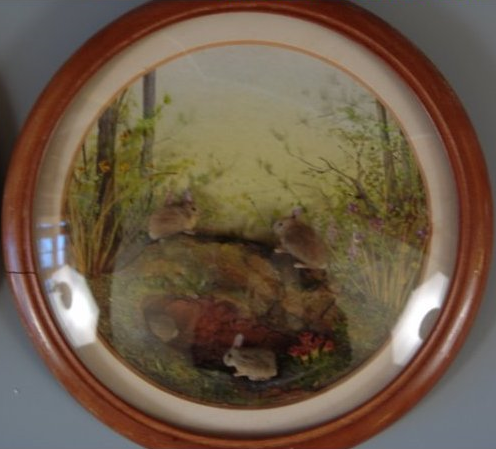 Eastern Cottontails (7-inch)